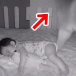 赤ちゃんの様子を『見守りカメラ』で確認しながら家事をしていたら…大型犬がしていた『泣けるほど尊い行動』が846万再生「優しい世界…」(ブログ)