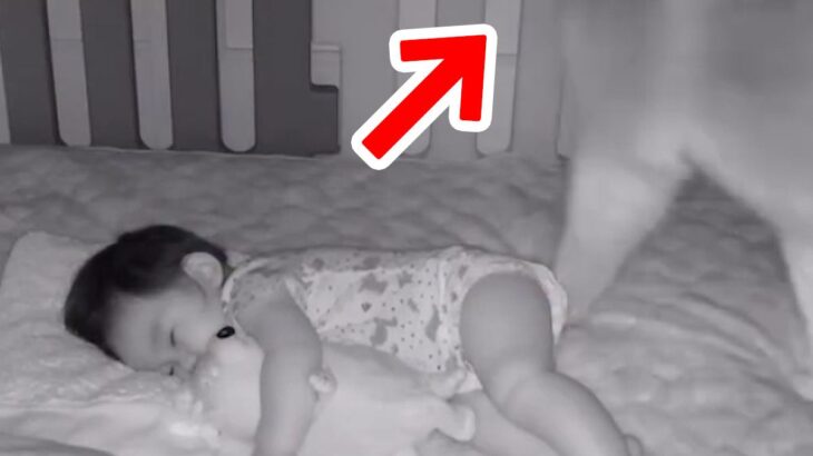 赤ちゃんの様子を『見守りカメラ』で確認しながら家事をしていたら…大型犬がしていた『泣けるほど尊い行動』が846万再生「優しい世界…」(ブログ)