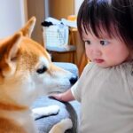 部屋をお片付けする1歳の女の子→なぜか犬にブチギレて…怒っている『まさかの理由』とカワイイ光景が41万再生「ガン飛ばしてるｗ」と反響(ブログ)