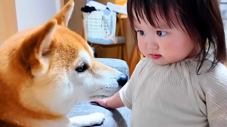 部屋をお片付けする1歳の女の子→なぜか犬にブチギレて…怒っている『まさかの理由』とカワイイ光景が41万再生「ガン飛ばしてるｗ」と反響(ブログ)