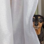 犬が『かくれんぼ』をしようとする心理5つ　身を隠したがる理由やトラブルの予防策も解説(ブログ)