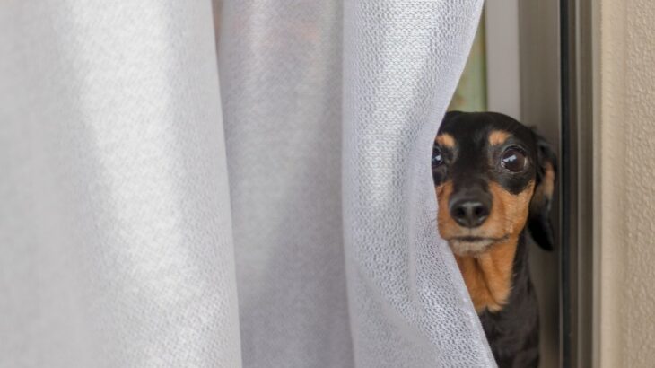 犬が『かくれんぼ』をしようとする心理5つ　身を隠したがる理由やトラブルの予防策も解説(ブログ)