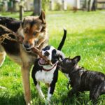 犬界で『モテる犬』に共通する特徴5選　納得の理由から人気者に育てるコツまでご紹介(ブログ)