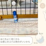 母に『実家で使っているもの教えて』とLINEした結果→なぜか必ず『犬』が…可愛すぎる共有の仕方に5万いいね「ピント犬に合ってるｗ」と反響(ブログ)
