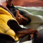 犬の『元気がなくなってしまう』原因５選　急に動かなくなる理由や考えられる病気まで(ブログ)