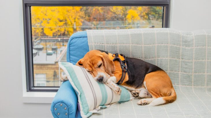 犬が秋に体調を崩しがちな理由4つ　季節の変わり目に起こる変化とは？対処法まで解説(ブログ)