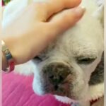 肺がんのステージ4で『余命3ヶ月』を宣告された犬…想像もできなかった『7ヶ月後の光景』に感動の声「本当にすごい」「元気がいちばん」(ブログ)