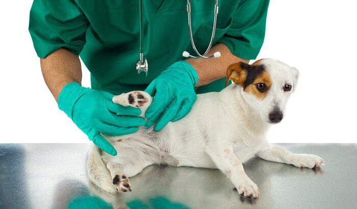 愛犬の足の痛み、手術後の回復を早めるヒミツ！「理学療法」ってなに？(ブログ)