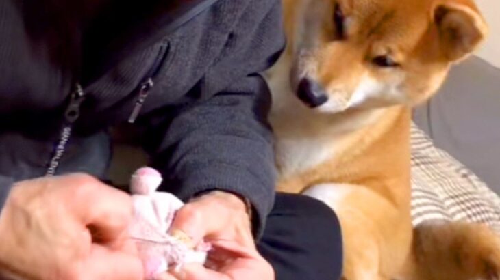 『壊れたおもちゃ』を縫っているおじいちゃん→犬がずっとそばで見つめて…涙が出るほど『優しさにあふれた時間』が117万再生「なんていい子」(ブログ)