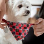 犬の名前人気ランキングトップ10【2025年最新版】名付けのポイントや愛犬が覚えづらい言葉まで解説(ブログ)