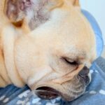 爆睡している犬→口元をよーく見てみると…まるでアニメのような『衝撃的な寝姿』が62万再生「初めて見たｗ」「ギネスに載せられそうｗ」と絶賛(ブログ)