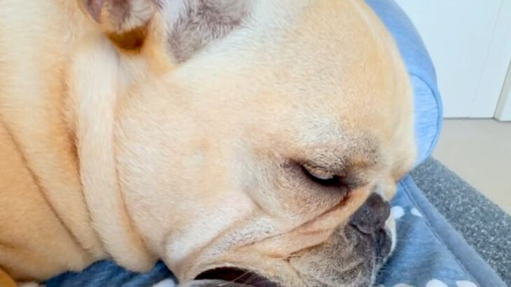 爆睡している犬→口元をよーく見てみると…まるでアニメのような『衝撃的な寝姿』が62万再生「初めて見たｗ」「ギネスに載せられそうｗ」と絶賛(ブログ)