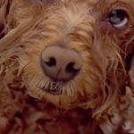 山登りから帰ってきた犬が『お風呂に浸かった』結果→限界を迎えてしまい…気持ちよすぎて『溶けてしまう光景』が28万再生「人間の赤ちゃんｗ」(ブログ)