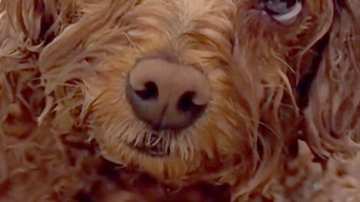 山登りから帰ってきた犬が『お風呂に浸かった』結果→限界を迎えてしまい…気持ちよすぎて『溶けてしまう光景』が28万再生「人間の赤ちゃんｗ」(ブログ)