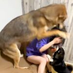 『ウルフドッグ』に愛され過ぎている女性→大きさを理解していない『尋常ではない愛情表現』が332万再生「可愛すぎるｗ」「羨ましい」と反響(ブログ)