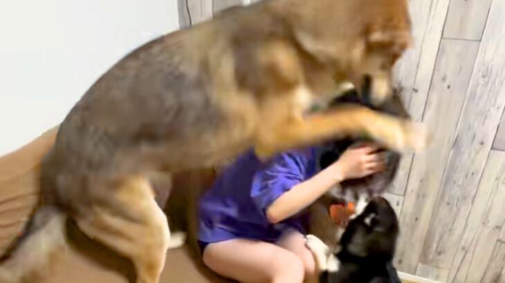 『ウルフドッグ』に愛され過ぎている女性→大きさを理解していない『尋常ではない愛情表現』が332万再生「可愛すぎるｗ」「羨ましい」と反響(ブログ)