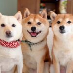 一見仲良しな『犬の3ショット』かと思いきや…明らかになった『複雑な三角関係』が47万再生「元カノｗｗ」「人間なら修羅場不可避で草」と爆笑(ブログ)