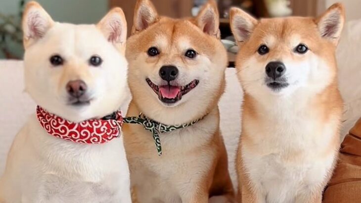 一見仲良しな『犬の3ショット』かと思いきや…明らかになった『複雑な三角関係』が47万再生「元カノｗｗ」「人間なら修羅場不可避で草」と爆笑(ブログ)