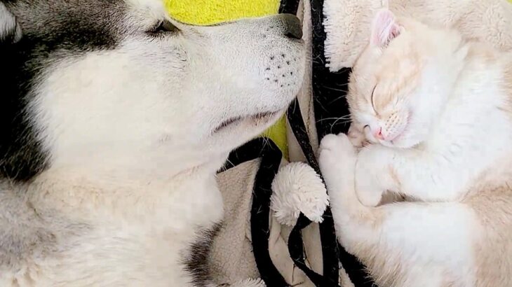 子猫と一緒に寝るハスキー犬→起きた瞬間『子猫がいない、家出した』と勘違いして…『必死すぎる光景』が279万再生「親子みたい」現在の様子も(ブログ)