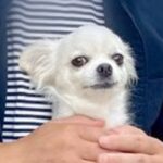 バーベキューに参加した犬→『お気に入りのおじさん』を発見した途端…まさかの光景に8万いいね集まる「直感で見抜いてる」「可愛すぎるｗ」(ブログ)