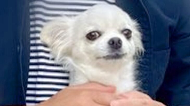 バーベキューに参加した犬→『お気に入りのおじさん』を発見した途端…まさかの光景に8万いいね集まる「直感で見抜いてる」「可愛すぎるｗ」(ブログ)