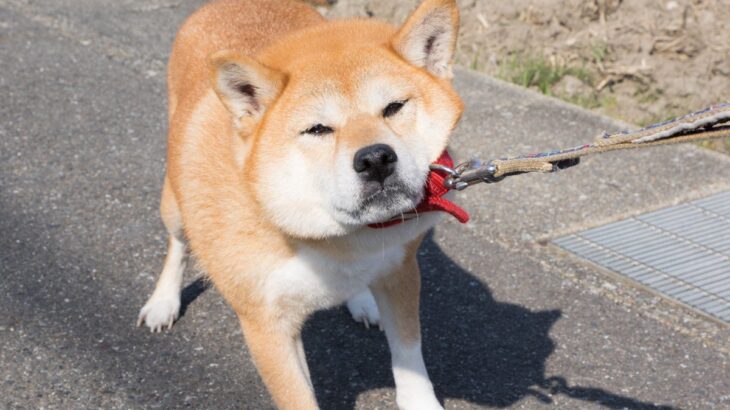 『飼育が困難な犬種』4選　なぜ飼うのが難しいと言われているの？迎える前に必ず知っておくべきことまで(ブログ)