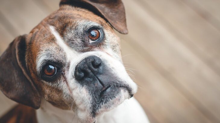 犬が『視線』で伝えようとしている3つの気持ち　表情から読み取る心理や適切な応え方も解説(ブログ)