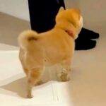 台所で料理をしていたら『赤ちゃん犬』が近づいてきて…守りたくなる『生まれて初めてのハプニング』が36万再生「たまらん」「愛おしい」と悶絶(ブログ)