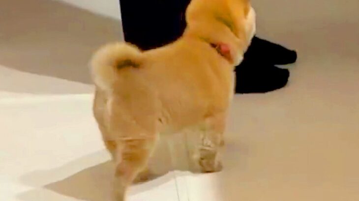 台所で料理をしていたら『赤ちゃん犬』が近づいてきて…守りたくなる『生まれて初めてのハプニング』が36万再生「たまらん」「愛おしい」と悶絶(ブログ)