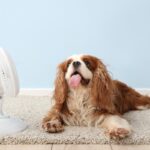 犬が『快適』に感じる気温とは？人との体感温度の違いや室温に不快感を抱いているときの行動まで(ブログ)