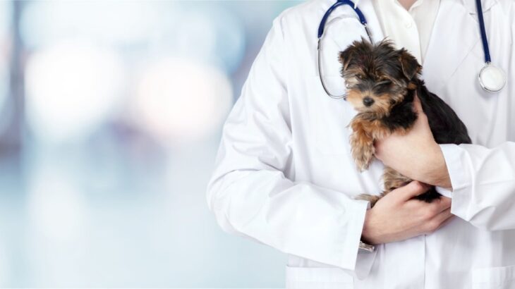 犬の『飢え死に』寸前サイン５選　飢餓状態になっているときの危険な症状とは？(ブログ)