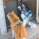 おばあちゃんのことが大好きな２匹の犬→会えない日は心配して家まで行き…まるで『本当の孫』のような行動に感動「泣きそう」「うるっとした」(ブログ)