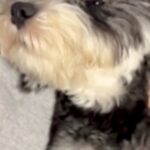 『いつもより長めに犬の散歩をした』結果→家に帰ってきた途端…疲れすぎて『おっさん化する光景』に反響「可愛いおじさんｗ」「クタクタだね」(ブログ)