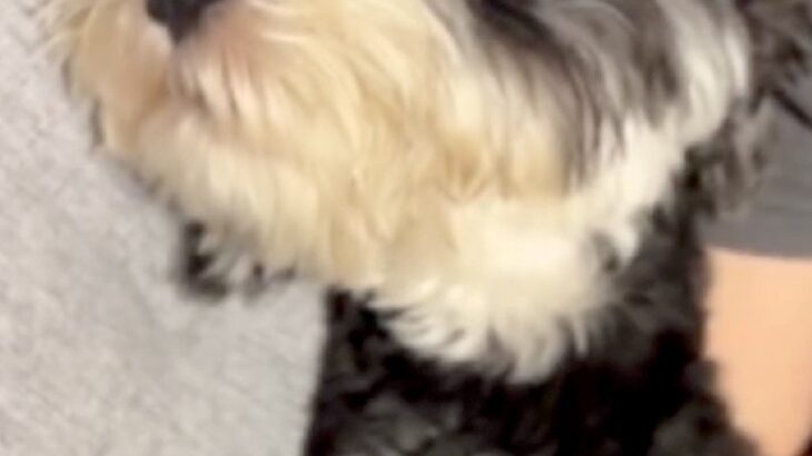 『いつもより長めに犬の散歩をした』結果→家に帰ってきた途端…疲れすぎて『おっさん化する光景』に反響「可愛いおじさんｗ」「クタクタだね」(ブログ)