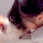 手術をした1歳の女の子→2週間ぶりに『犬と再会した』結果…あまりにも尊い『感動のおかえりなさい』が9万再生「うるっとした」「いい笑顔」(ブログ)