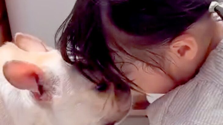 手術をした1歳の女の子→2週間ぶりに『犬と再会した』結果…あまりにも尊い『感動のおかえりなさい』が9万再生「うるっとした」「いい笑顔」(ブログ)