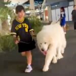 小さい女の子が『超大型犬』をお散歩させた結果…ふたりのふれあいが『微笑ましすぎる』と33万再生「女の子よりデカいｗ」「もふもふ祭り」(ブログ)