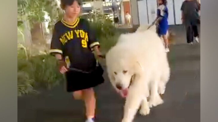 小さい女の子が『超大型犬』をお散歩させた結果…ふたりのふれあいが『微笑ましすぎる』と33万再生「女の子よりデカいｗ」「もふもふ祭り」(ブログ)