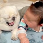 赤ちゃんが『犬と一緒に寝転がった』結果…言葉がなくても通じ合う『尊い光景』が50万再生「テレパシーで会話してる」「最高」現在のふたりも(ブログ)