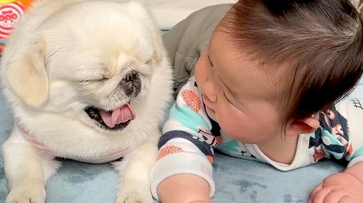 赤ちゃんが『犬と一緒に寝転がった』結果…言葉がなくても通じ合う『尊い光景』が50万再生「テレパシーで会話してる」「最高」現在のふたりも(ブログ)