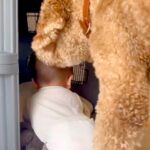 ハイハイする赤ちゃんが『超大型犬の部屋』に入ってしまった結果→『怒るかな』と思ったら…まさかの行動に感動「優しい…」「お利口さん」(ブログ)