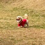 ドッグランでママとはぐれた犬→人の顔を見ながら探して…発見した瞬間の『愛にあふれたリアクション』が45万再生「めちゃ可愛い」「たまらん」(ブログ)