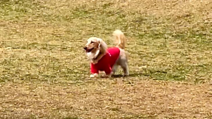 ドッグランでママとはぐれた犬→人の顔を見ながら探して…発見した瞬間の『愛にあふれたリアクション』が45万再生「めちゃ可愛い」「たまらん」(ブログ)