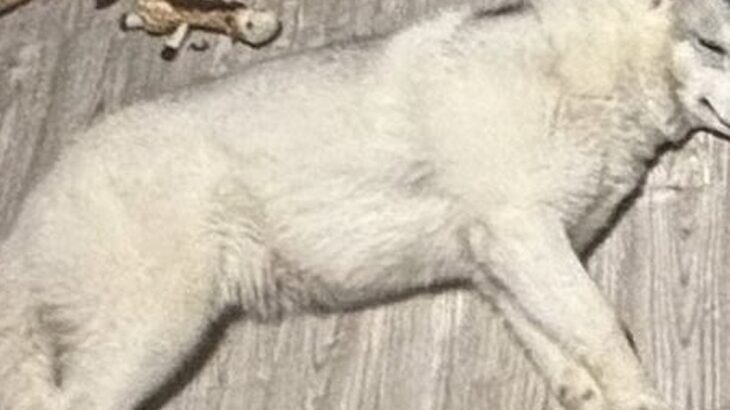 少しだけ目を離した隙に、ハスキー犬が『おもちゃ箱にイタズラ』していて…悲劇的な光景に3万いいね「被害者みたいで草」「満足げな顔ｗｗ」(ブログ)