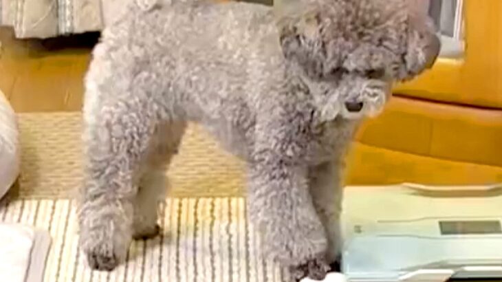 『音の鳴るおもちゃ』で遊ぶ犬→まさかの『心臓マッサージ』をする光景に1万いいね集まる「真剣なの可愛すぎる」「生き返ってー！」(ブログ)