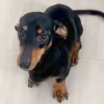 『バーン』を覚えた犬に『おすわり』と言ってみた結果→予想を裏切る『まさかの動き』に反響「ズッコケうまい」「可愛すぎて許しちゃうｗ」(ブログ)