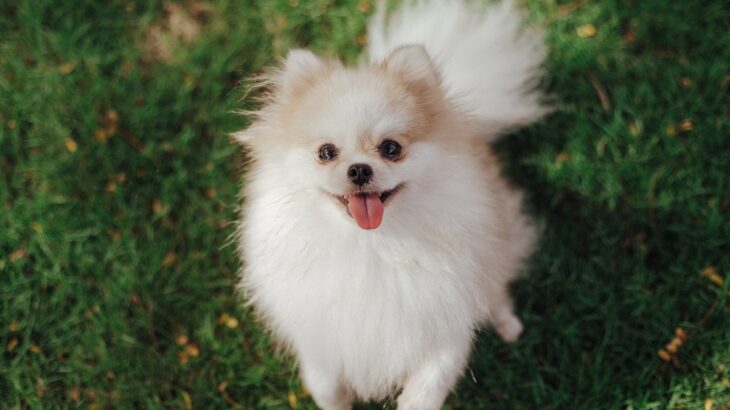 犬が飼い主に『楽しい』と伝えたいときの行動3つ　愛犬の気持ちを見抜く方法と上手な応え方(ブログ)