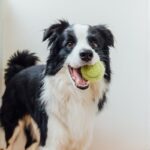 愛犬が大喜びする『5つの遊び方』今日からできる簡単な楽しませ方や遊びにおける注意点とは？(ブログ)