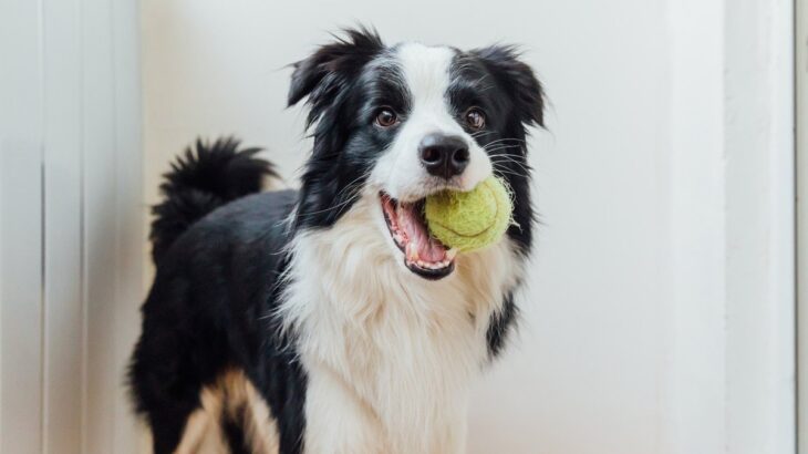 愛犬が大喜びする『5つの遊び方』今日からできる簡単な楽しませ方や遊びにおける注意点とは？(ブログ)