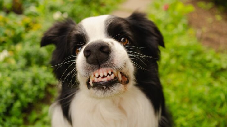 犬が『唸っている』ときにしてはいけないNG行為5つ　トラブルに繋がる危険性から正しい接し方まで(ブログ)